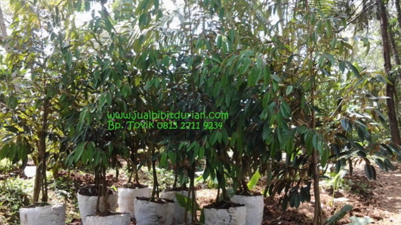 Unduh 92 Gambar Durian Bawor Kaki Tiga Paling Bagus Gratis HD