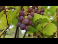 Grapes vindruvor ترێ