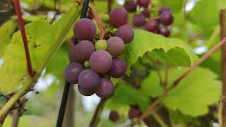 Grapes vindruvor ترێ