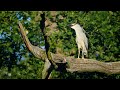 European birds – Black-crowned night heron (Nycticorax nycticorax)