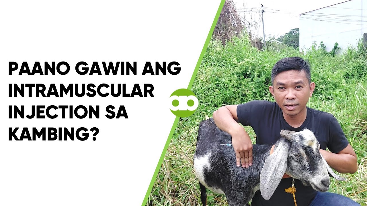 Paano Gawin ang Intramuscular Injection sa Kambing?