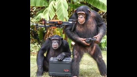 Monkey 🐵 cut e