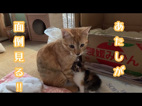 どうしても保護子猫のお世話がしたい先住猫