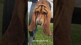 Basset hound with alot of wrinkles!