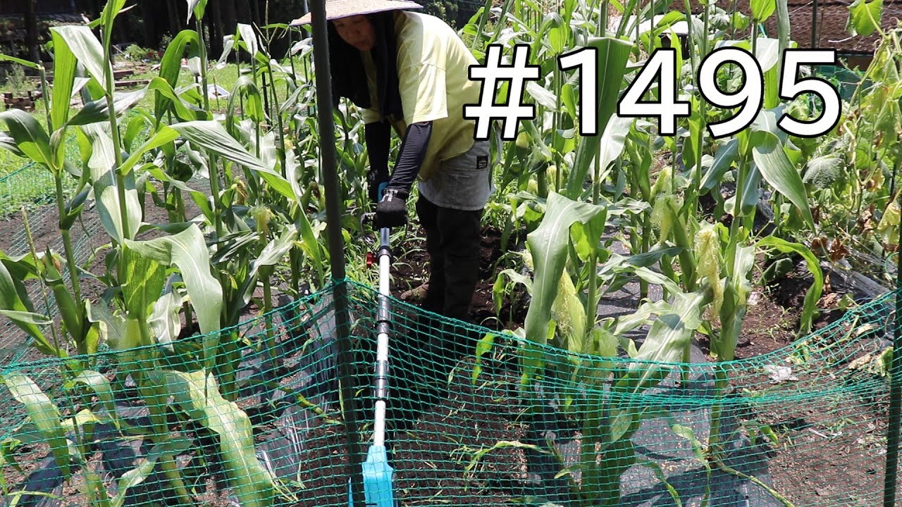 夏野菜大収穫！電動耕運機が草対策に優秀だったので畝間を耕して草取りしたよ！