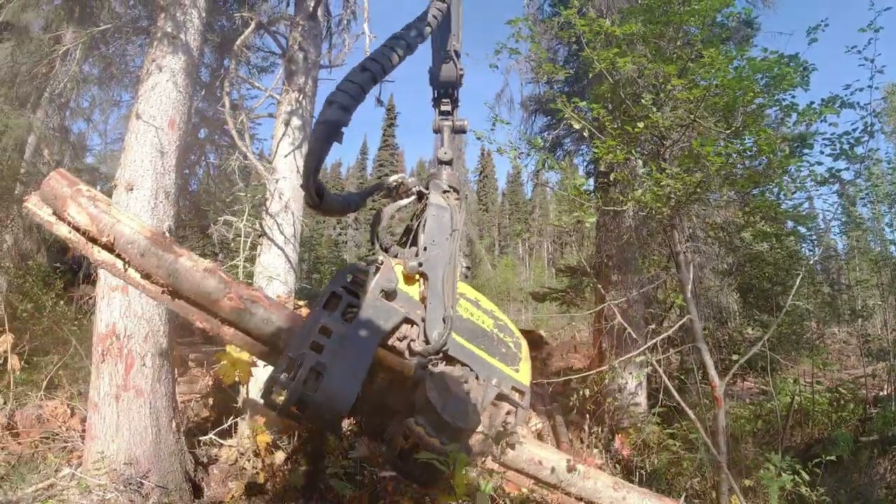 Ponsse Scorpion & H7 Ensinmäinen työmaa Canadassa isoa puuta.