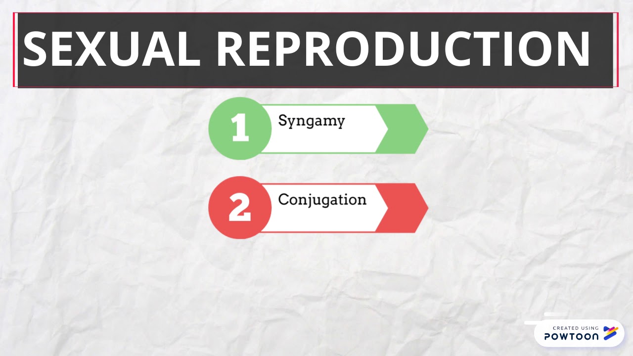 Reproduction of Protozoa