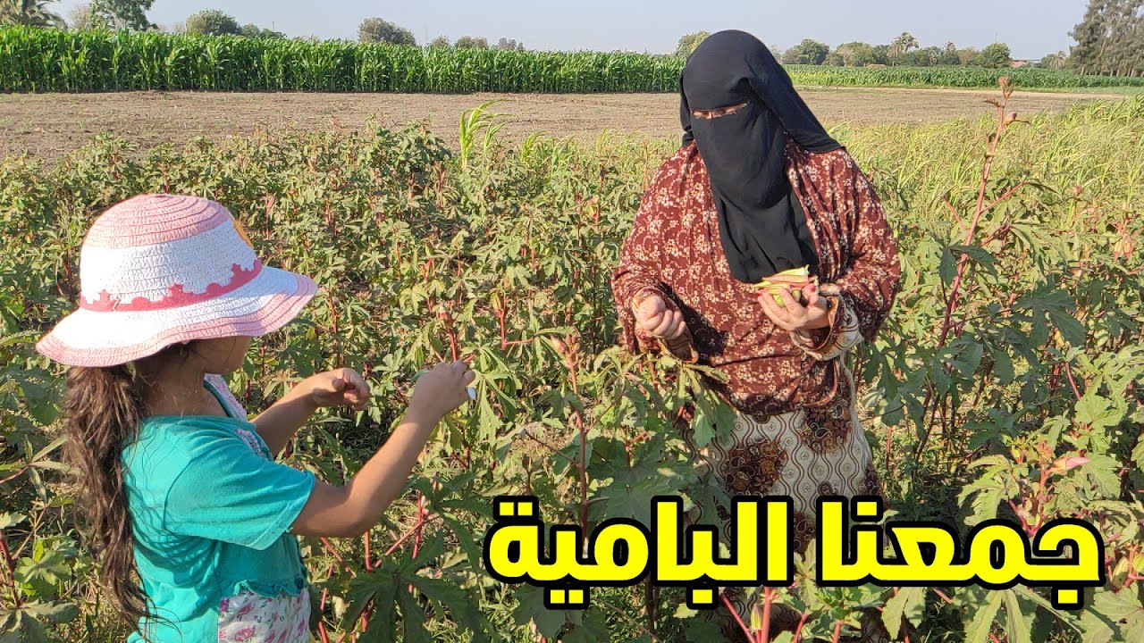 روحنا الغيط وجمعنا البامية والعيال اشتغلوا في الغيط مع خالهم ونضفوا الحشيش من الأرض