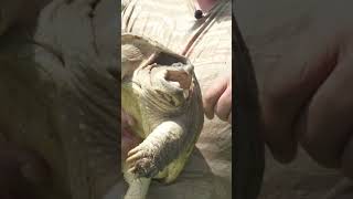 How to Safely Handle a Turtle Bite