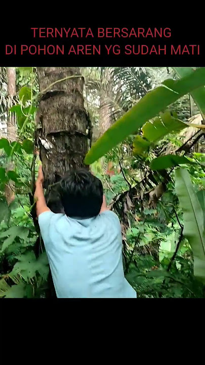 berburu musang ‼️tak terduga sebelumnya ternyata bersarang di dalam pohon aren yg sudah mati#shorts