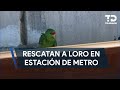 PC rescata a loro tamaulipeco en estación de Metrorrey