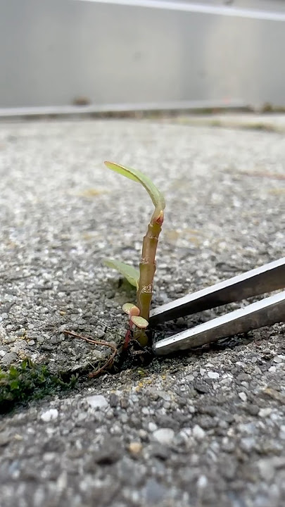 Wait…This Root Reveal Is Too Satisfying👀😍🌱 #shorts #satisfying #plants #roots #asmr #garden