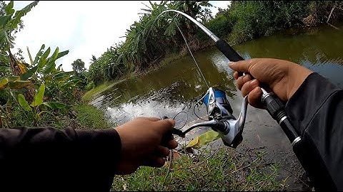 Câu rê cá lóc Tân Phú Đông Tiền Giang -  Cảm giác khi đụng hàng Khủng