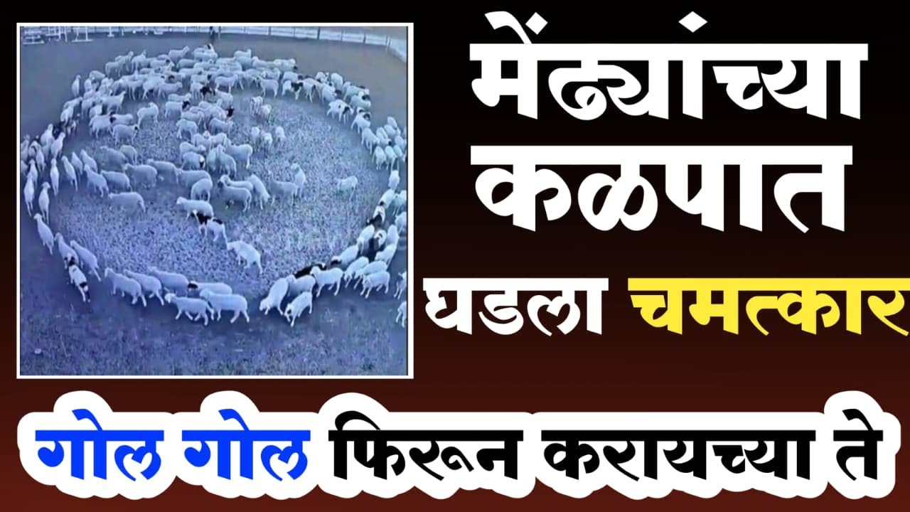मेंढयाच्या कळपात घडला चमत्कार | cctv बघताच धक्का बसला | मेंढया गोल गोल फिरून करत होत्या