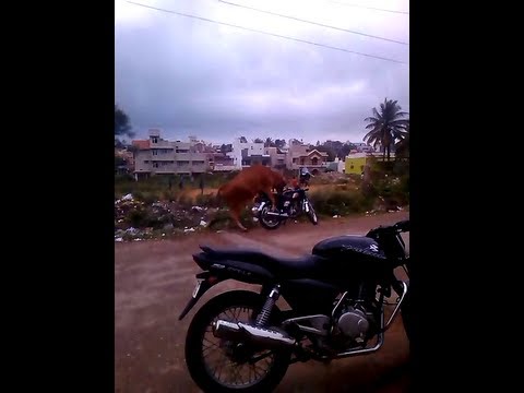 cow humping motorcycle - YouTube