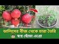 How To Get The Seeds Out of A Pomegranate 🍑 আনার, ডালিম, বেদানার বীজ থেকে চারা তৈরি