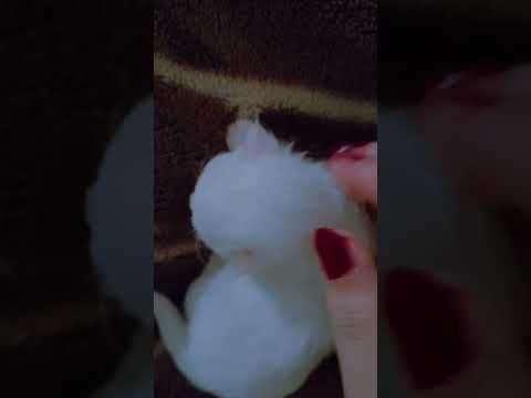 قطوستي بيلي اكلك منين ياقطه يابطه اكسبلور كيدز اشتراك     