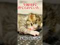生後0日の捨て猫を緊急保護 その後の成長記録 #shorts #子猫 #保護猫 #捨て猫 #kitten #catlover #猫