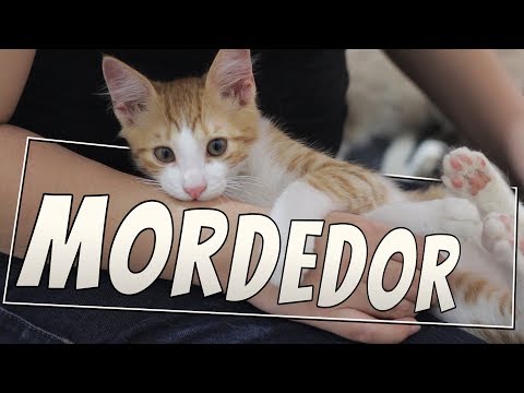 Vídeo: 10 Maneiras De Impedir Que Os Carrapatos Mordam Seu Gato