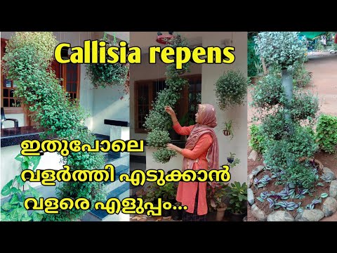 Video: Callisia Sierlijk En Andere Callisia's, Die Thuis Groeien