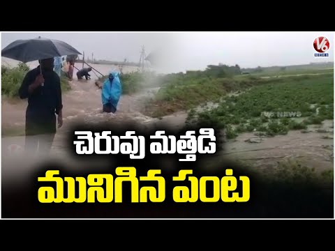 Crops Submerged With Water Due To Pond Overflowing | Prakasam District | V6 News - V6NEWSTELUGU