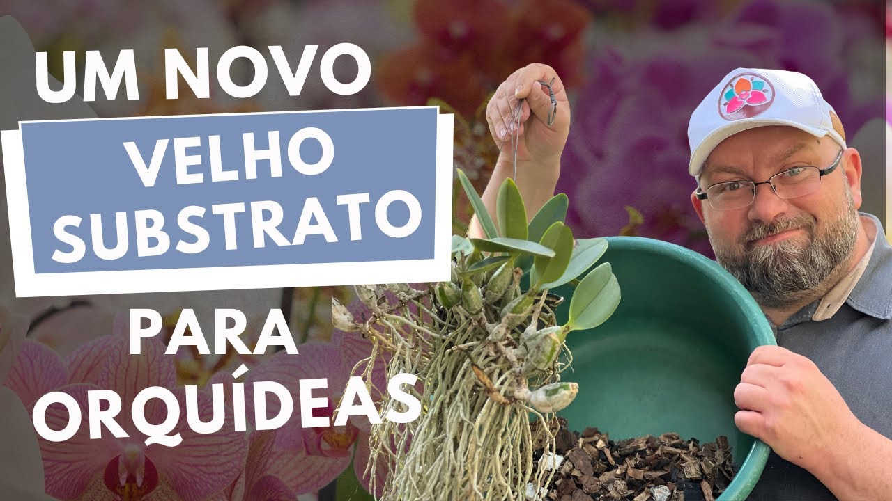 OS PRÓS E CONTRAS DO SUBSTRATO DE TURFA PARA ORQUÍDEAS