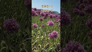 #공주시#금강변#~코끼리마늘#꽃이활짝피었네요