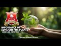 Importance of Sunlight for Plants | Science Activity for Kids