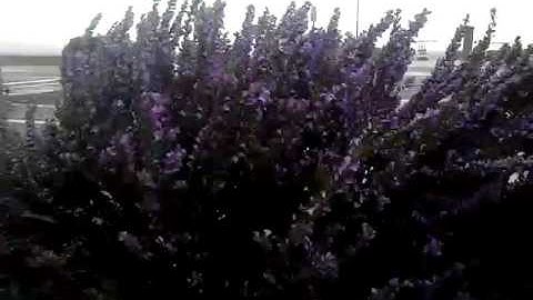 Weather God by The Foreign Legend