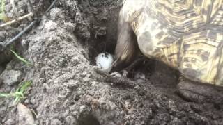 Leopard Tortoise Lays Eggs! Kamp Kenan Bonus