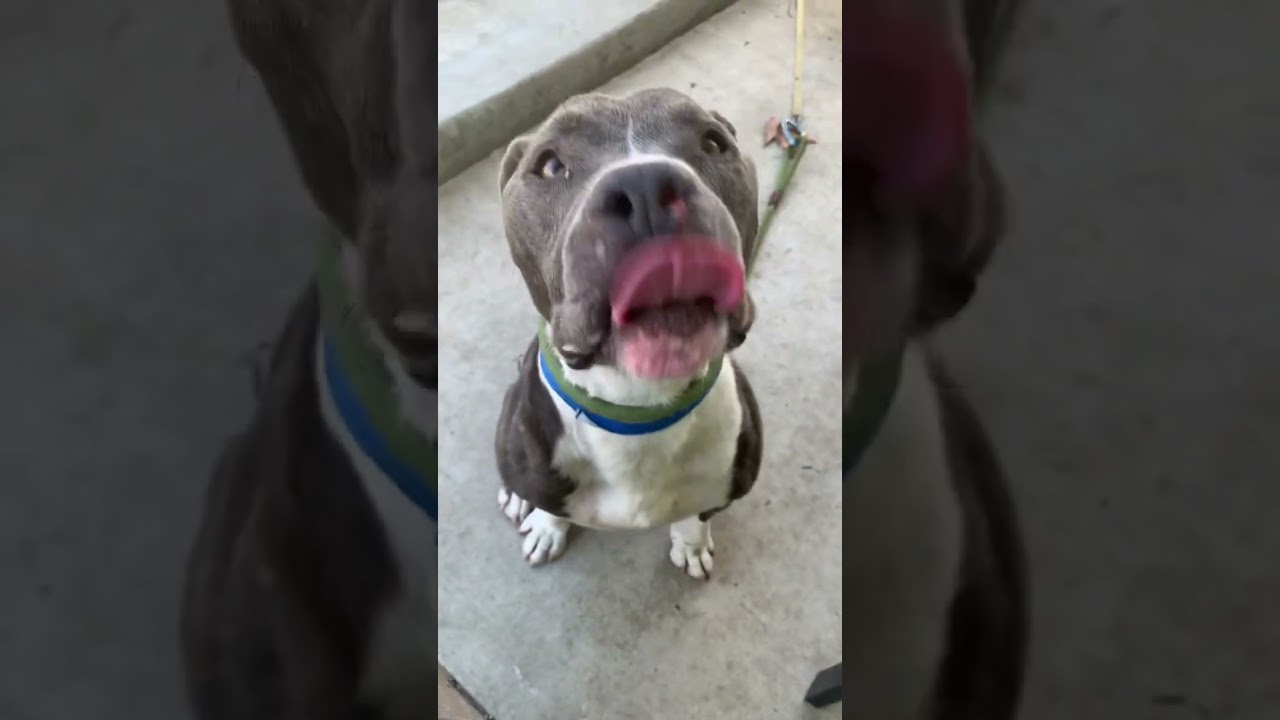 Geo is in danger because him and his running buddy got out and attacked another dog.