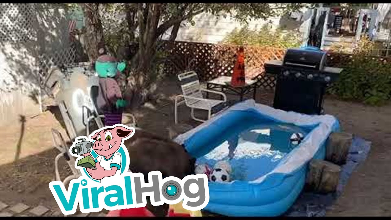 Pair of Bears Play at the Pool || ViralHog - YouTube