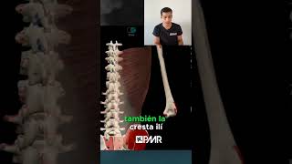 🔥 Músculo DORSAL ANCHO (Anatomía) #anatomia #gym #remo
