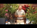 Crepe Myrtles with the Garden Guru - Care and Maintenance