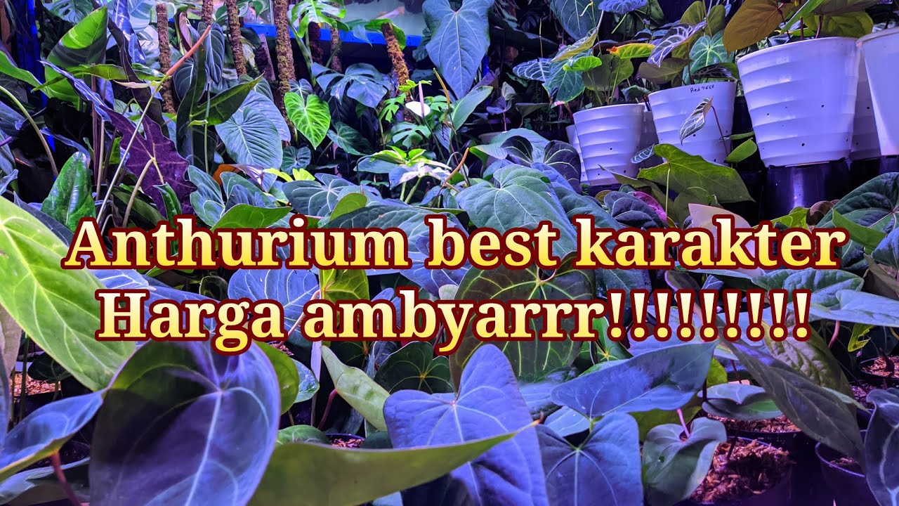 Masih anget ,gaskan sebelum kehabisan!!!