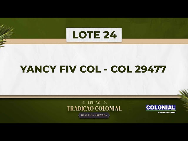 LOTE 24   COL 29477   YANCY FIV COL