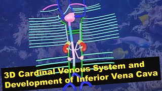 Cardinal Venous System - Development of Inferior Vena Cava