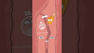 Why Can’t You Breathe While Swallowing