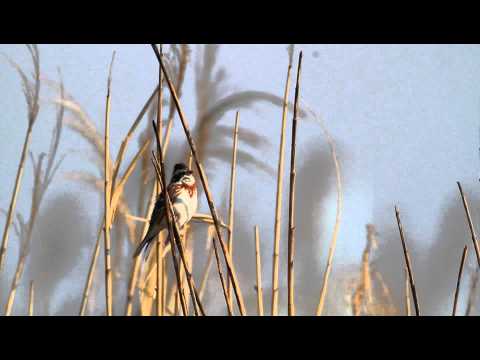 ♪鳥くんのI LOVE BIRD野鳥動画～カシラダカのさえずり(Rustic Bunting) - YouTube Nagaimasato/♪BirdKun