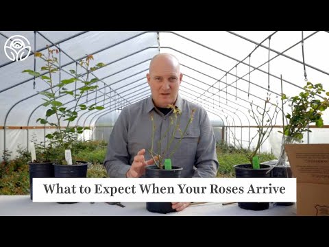 Video: Heirloom Roses: hoe oude rozen te vinden
