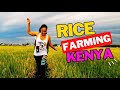 How rice is grown step by step in kenya