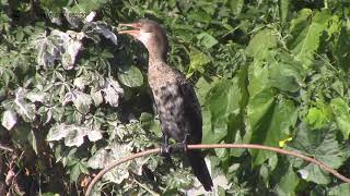 The Lost World of Rubondo Island, Lake Victoria, Tanzania