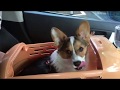 コーギーの亜依ちゃん　車でお出かけ