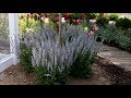 Salvia: A Bulletproof, Pollinator-Attracting Perennial! 🐝🦋🌿// Garden Answer