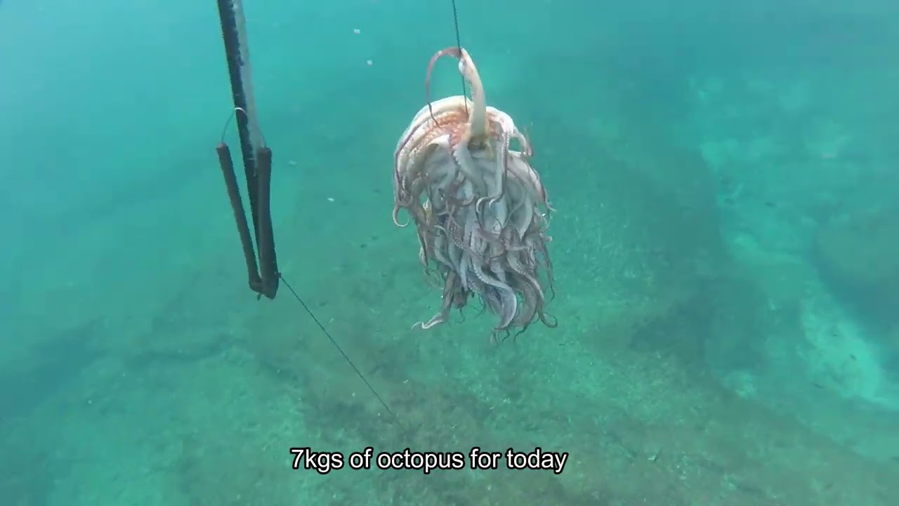 134th video - The yellow nudibranch