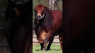 🔴 BRAHMAN Rojo ✅