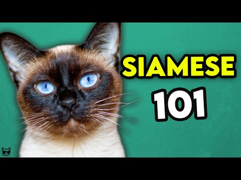 Video: What Does A Siamese Cat Look Like?