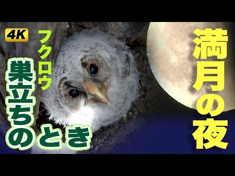あおもりカメラ歳時記「岩木山麓りんご畑のフクロウ」# 2巣立ち Aomori