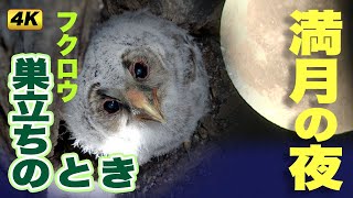 あおもりカメラ歳時記「岩木山麓りんご畑のフクロウ」# 2巣立ち Aomori