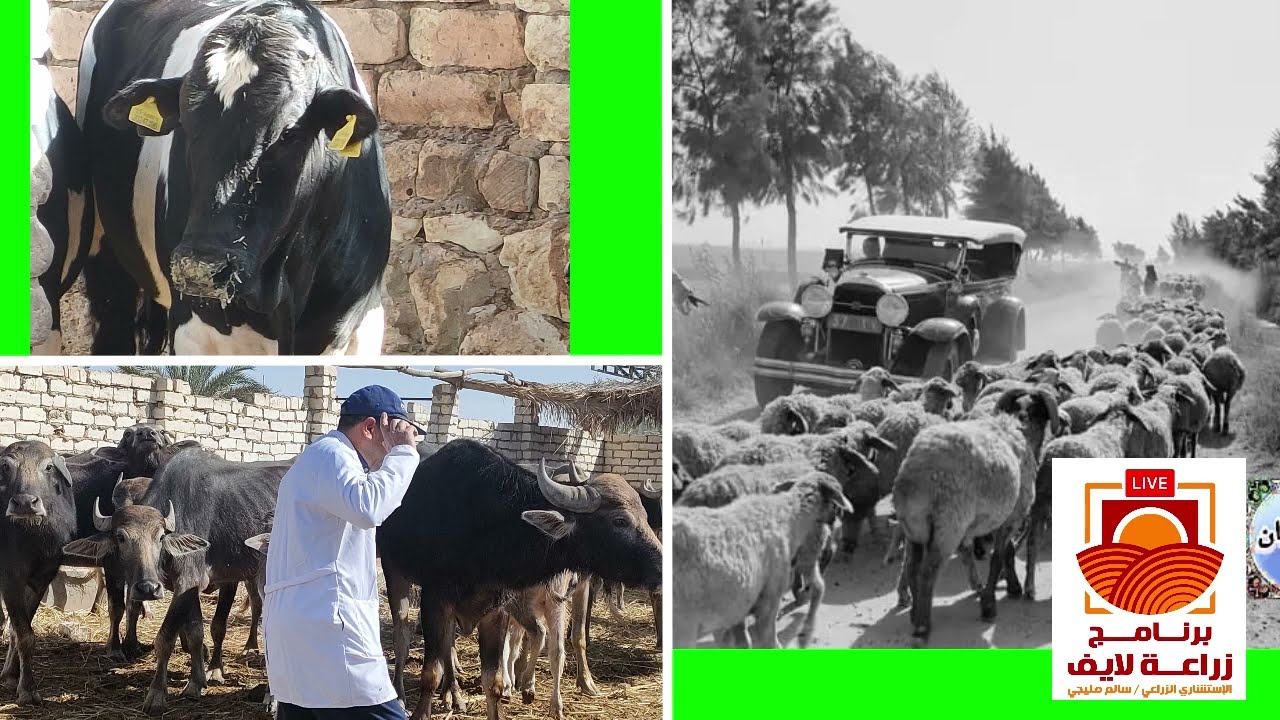 مقدار زكاة الانعام بالتفصيل يرويها  د/درويش مرسى استاذ الفقه العام المساعد بجامعة الازهر الشريف